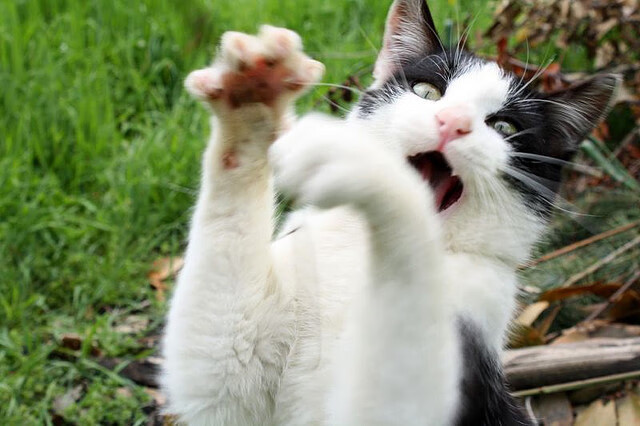 “短柄墙球:高新区全民健身馆赛场,赛出速度与智慧的新高度!”