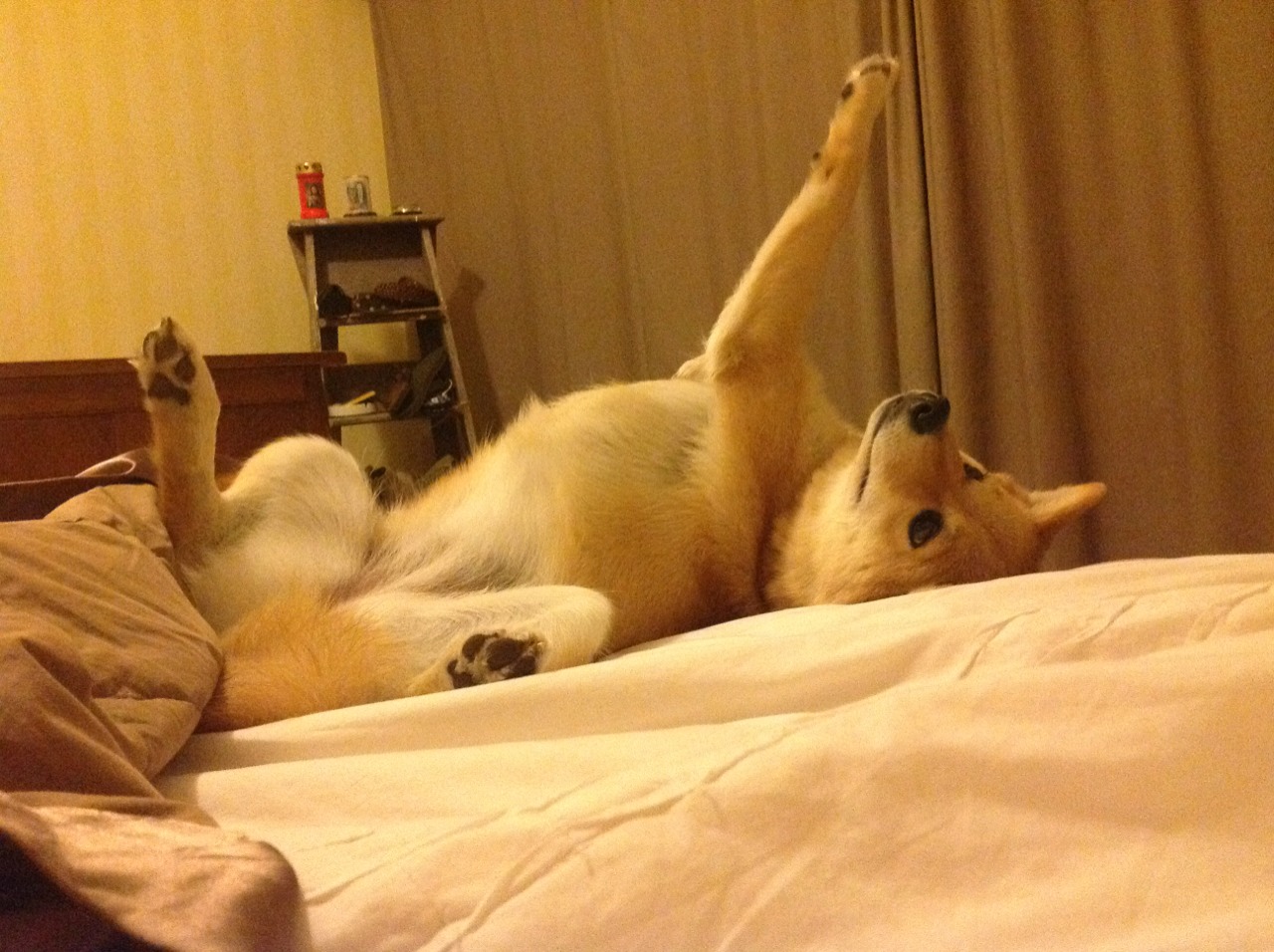 印度赛制全景解析：打造本土乒乓新生态，印度 乒乓球