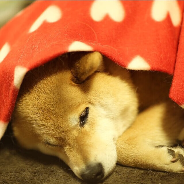 美国队如何在国际乒联混合团体世界杯中发挥全员优势，美国乒乓球赛事