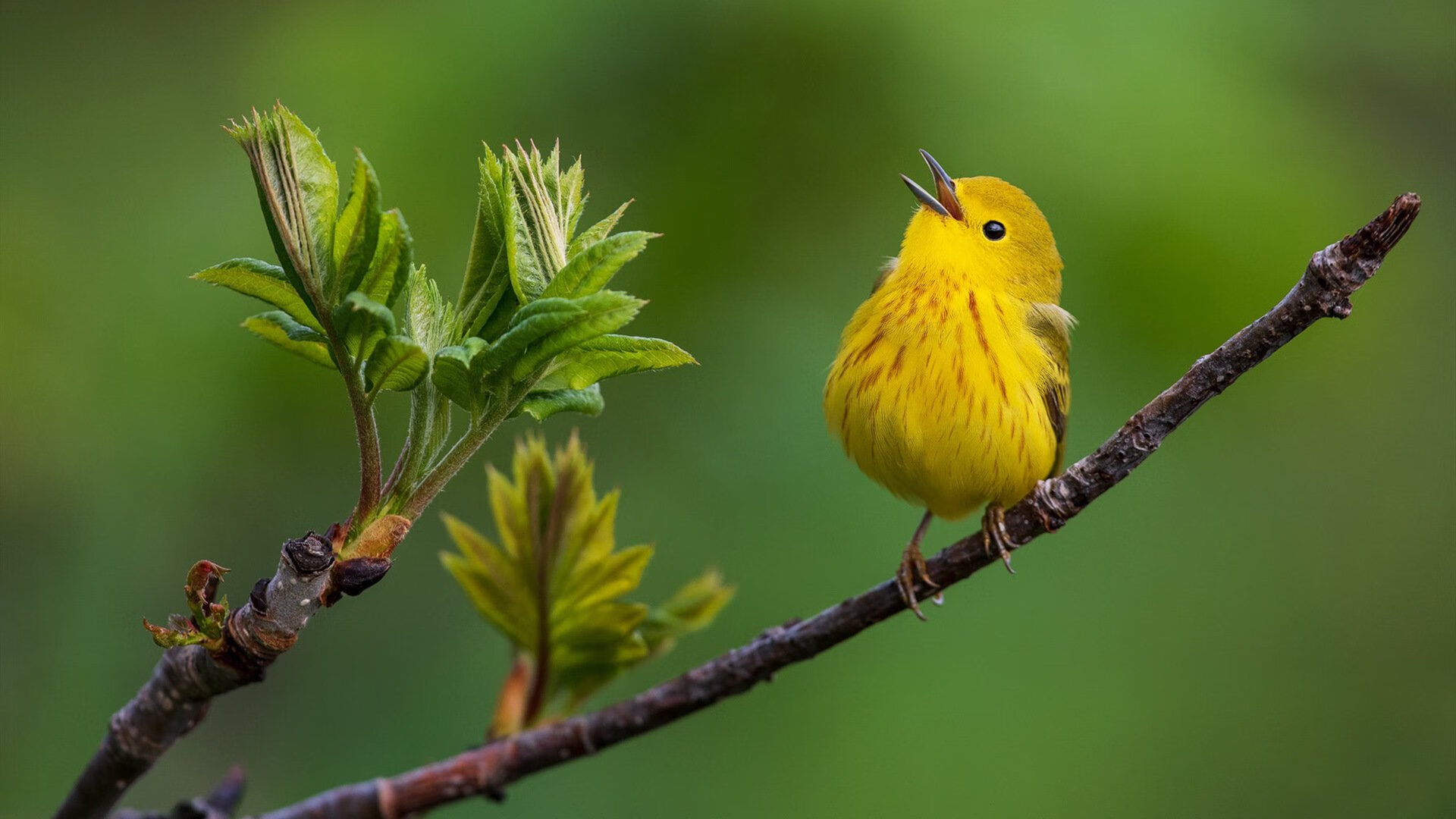 防守切断传球线路的顶级战术，传球碰到防守球员越位吗