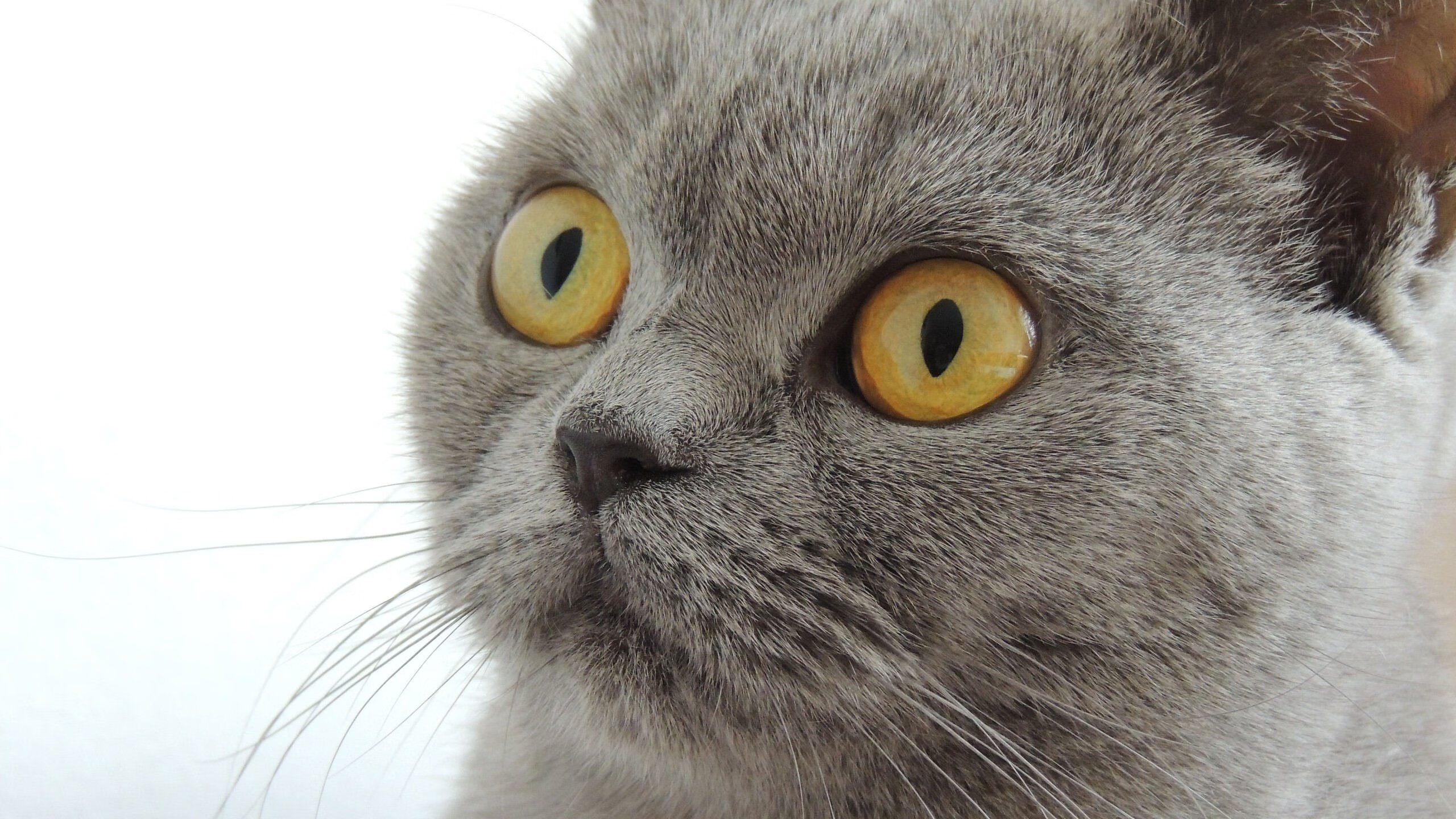 青训梯队比赛制度缺少周期性考察体系，青训减半