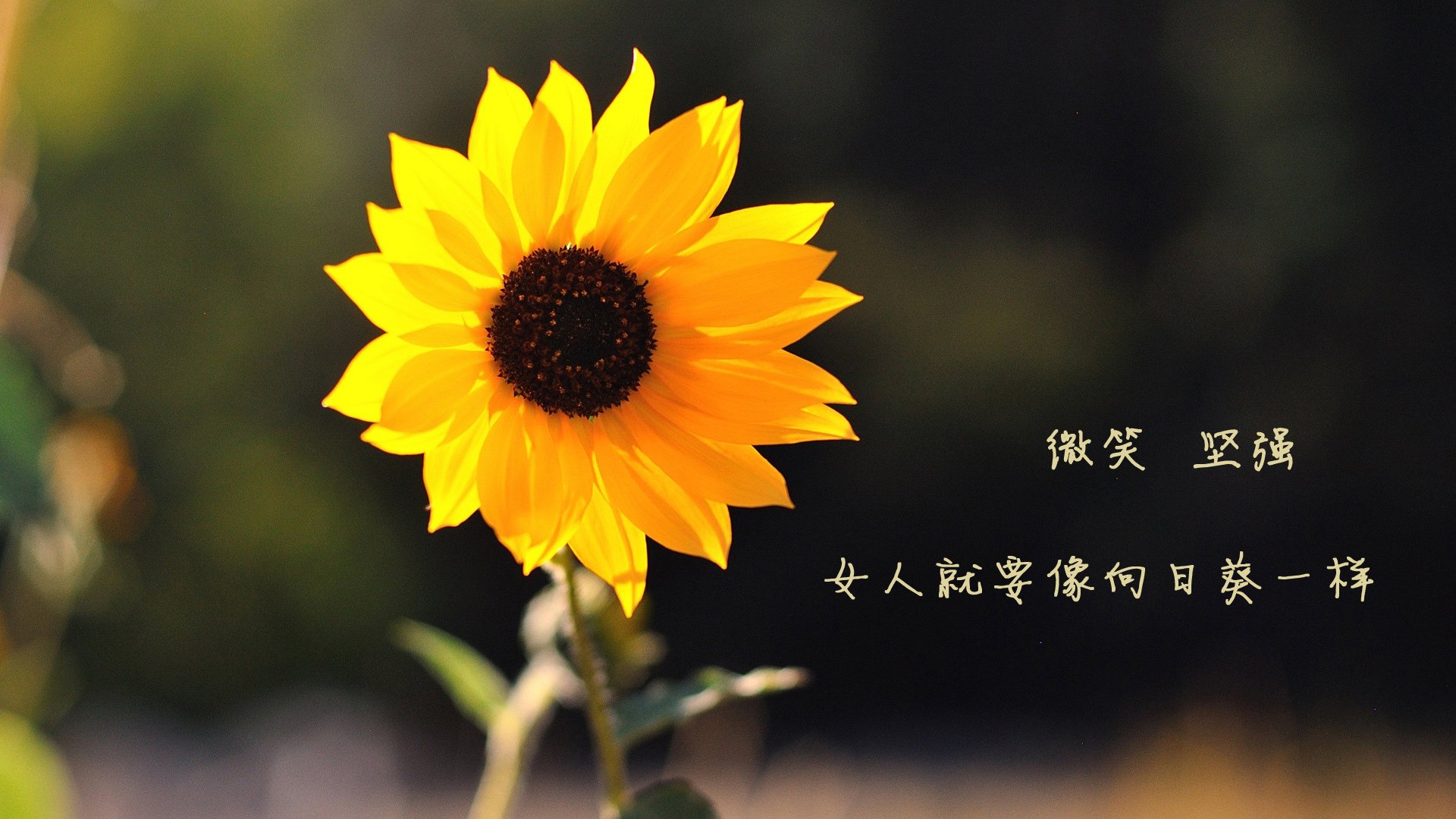 九游官网入口活动-体育新闻中心公布体育强国建设地方创新案例，体育强国建设主题作文