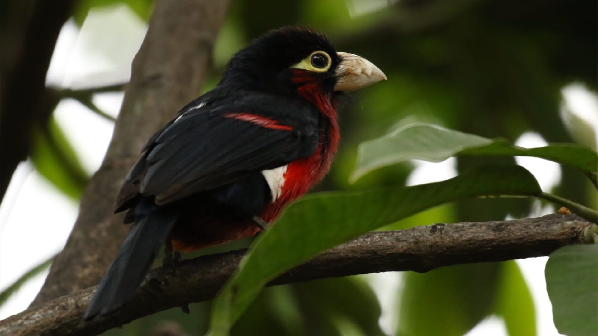 女子篮球引入防守位置感应系统优化战术布局，女子篮球站位